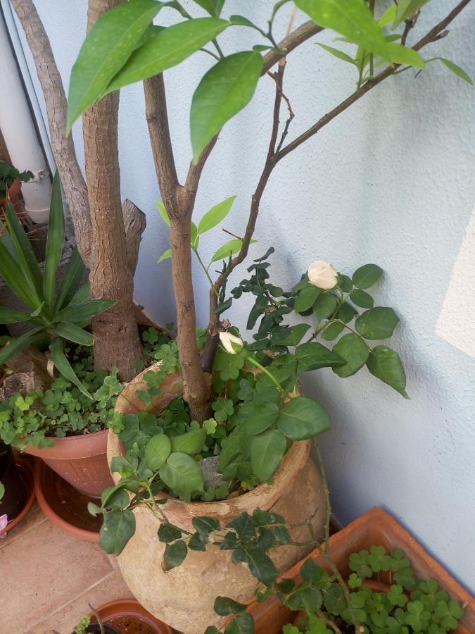 I Tre Scalini Bed and Breakfast Stintino Buitenkant foto